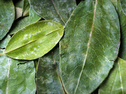 HOJA DE COCA