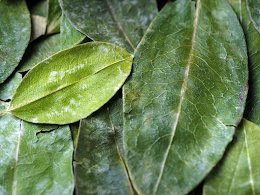 HOJA DE COCA