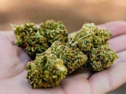 MARIHUANA